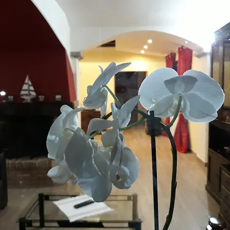 Bed & Breakfast La Camelia *